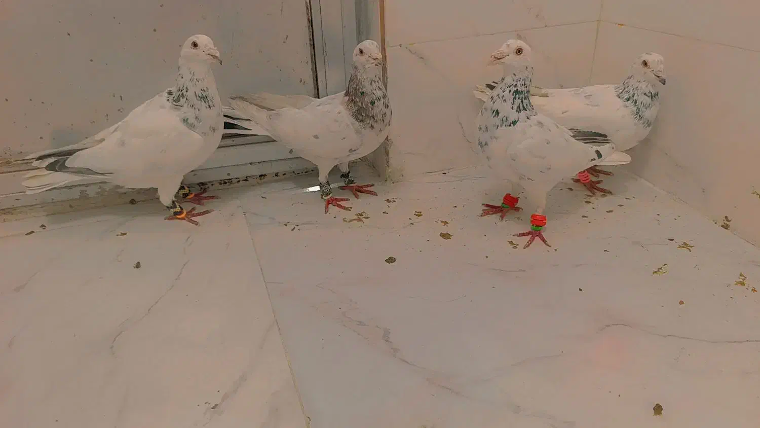 سار|حیوانات|نیشابور, فخریه|دیوار