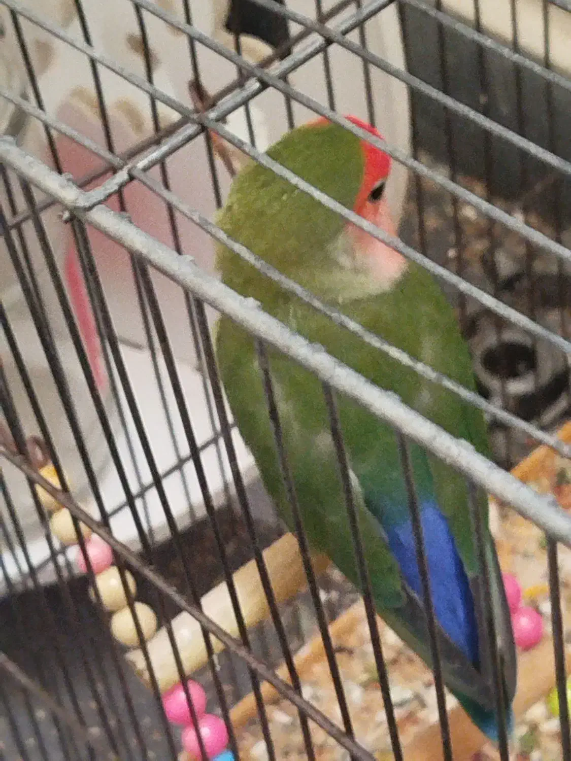 طوطی برزیلی|پرنده|همدان, |دیوار