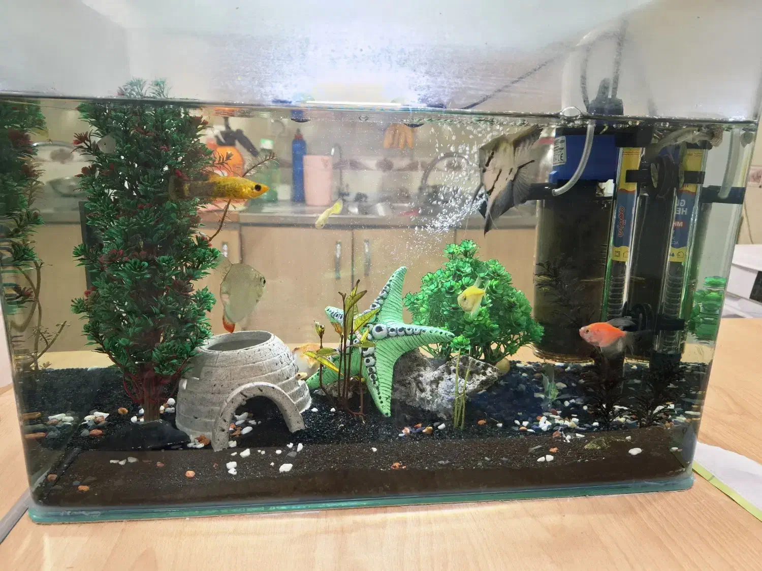 آکواریوم|ماهی|محمدشهر, ولدآباد|دیوار