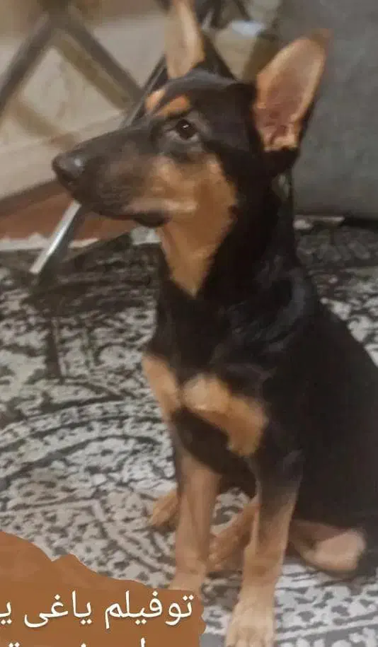 سگ ژرمن دورمن 7 ماهه|سگ|بندرعباس, |دیوار