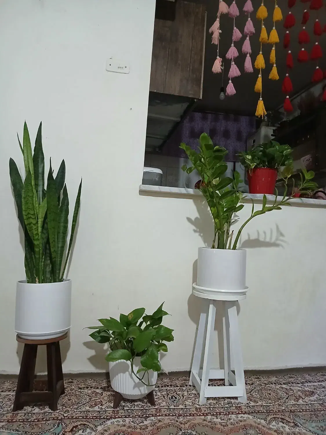 گل وپایه|گل و گیاه طبیعی|نهبندان, |دیوار