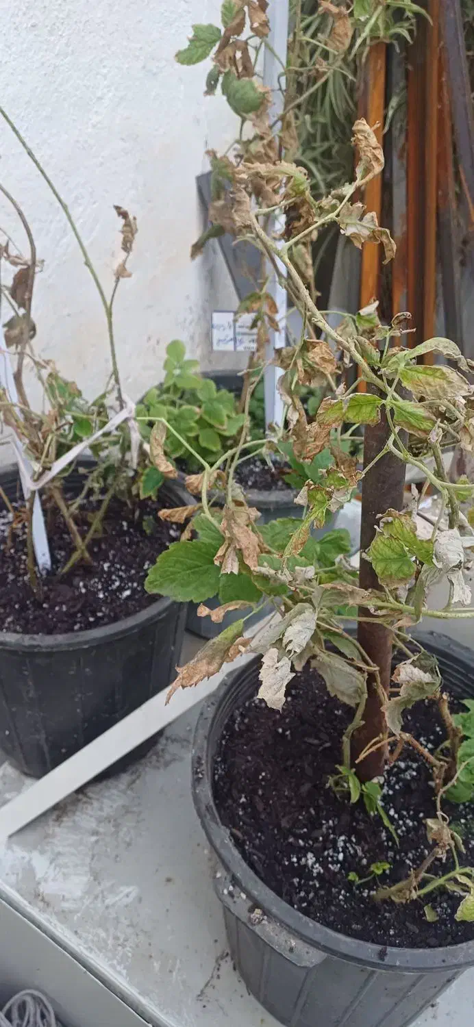 پرورش گل وگیاه آپارتمانی وحیاطی|خدمات باغبانی و درختکاری|گرگان, |دیوار