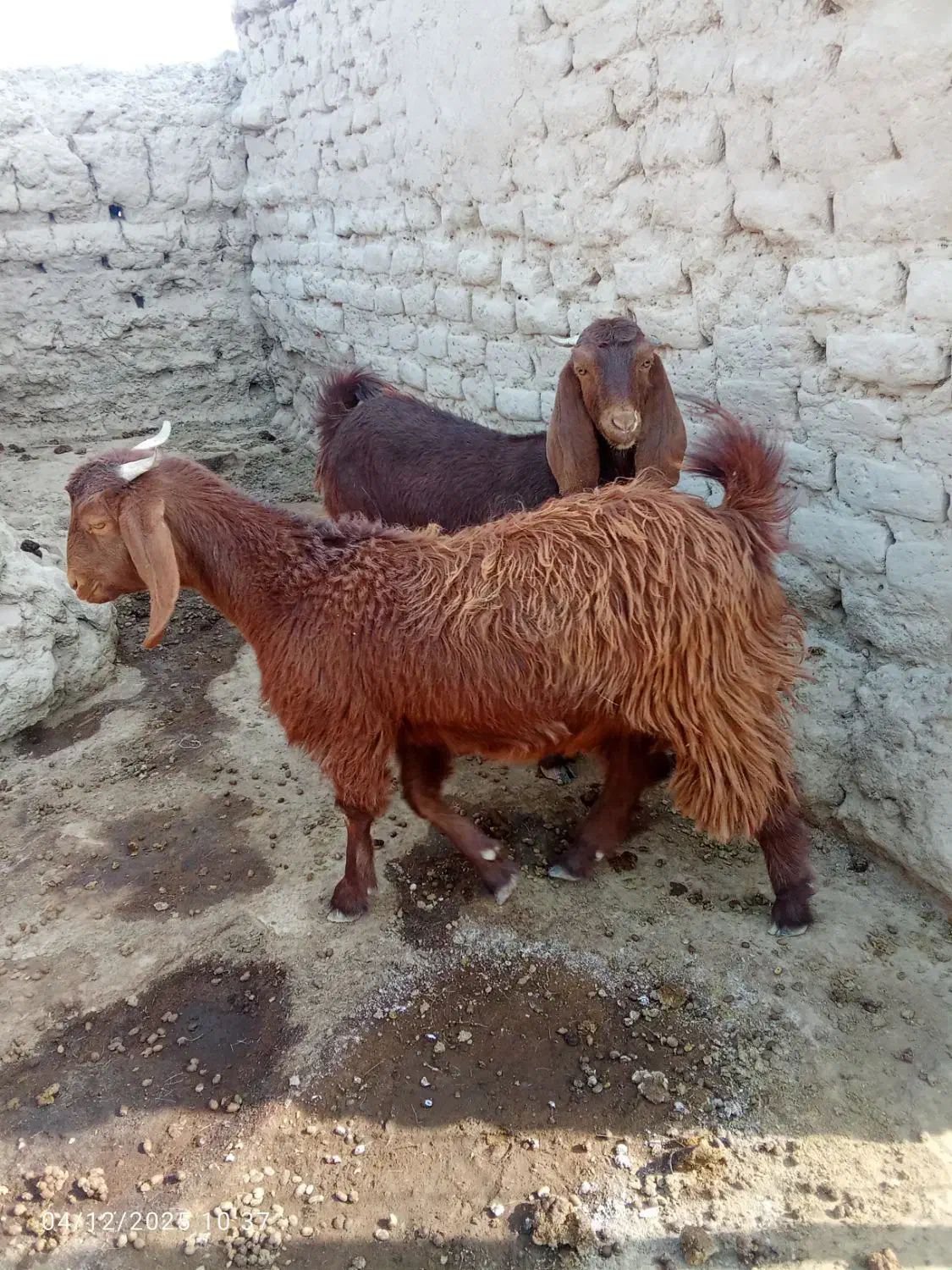 بز مری|حیوانات مزرعه|هامون, |دیوار