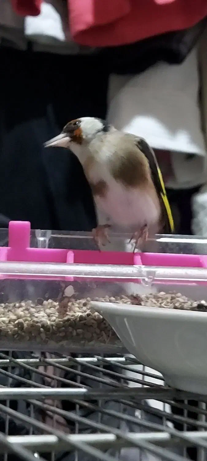 پرنده سره سهره ماده چونه سفید|پرنده|ری, دولت‌آباد|دیوار