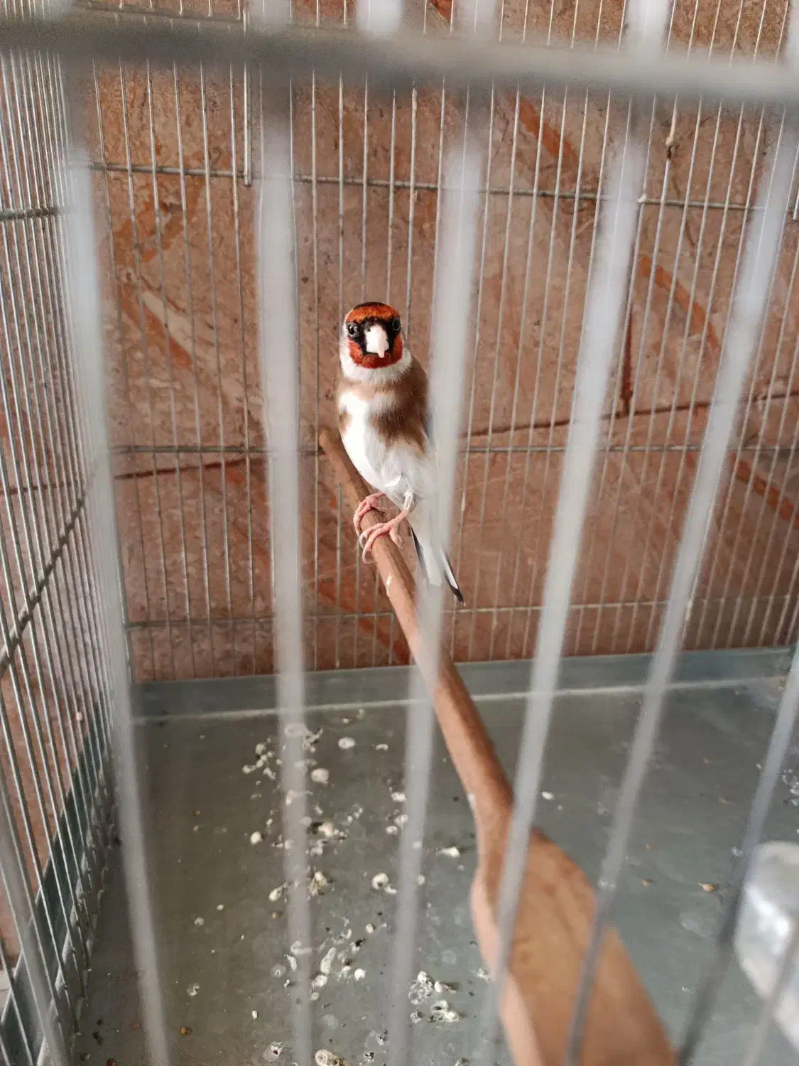 سهره|پرنده|ری, سیزده آبان|دیوار