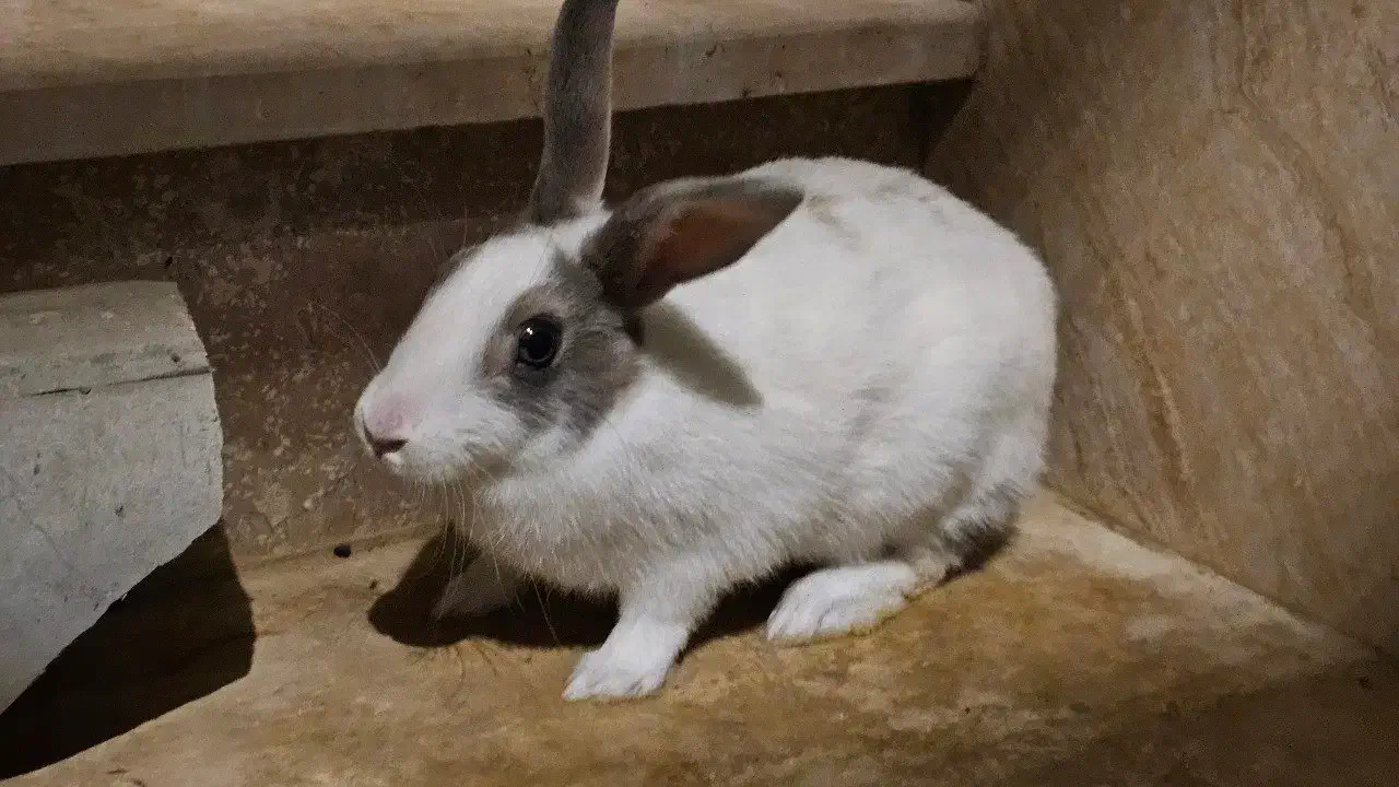 خرگوش بزرگ|موش و خرگوش|مریوان, |دیوار