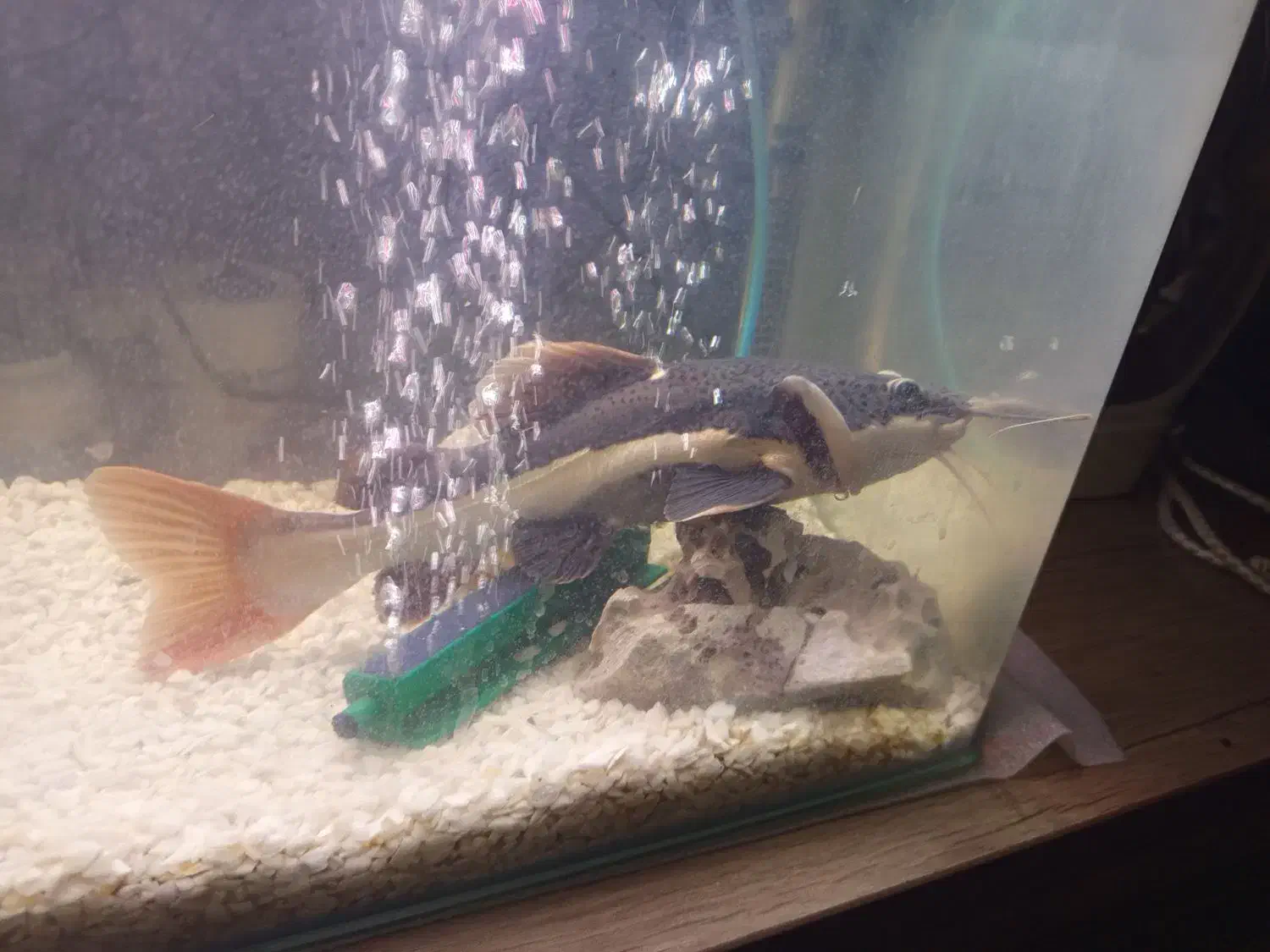 2 عدد ردتیل ماهی با اکواریوم و لوازم|ماهی|هشتگرد, هشتگرد قدیم|دیوار