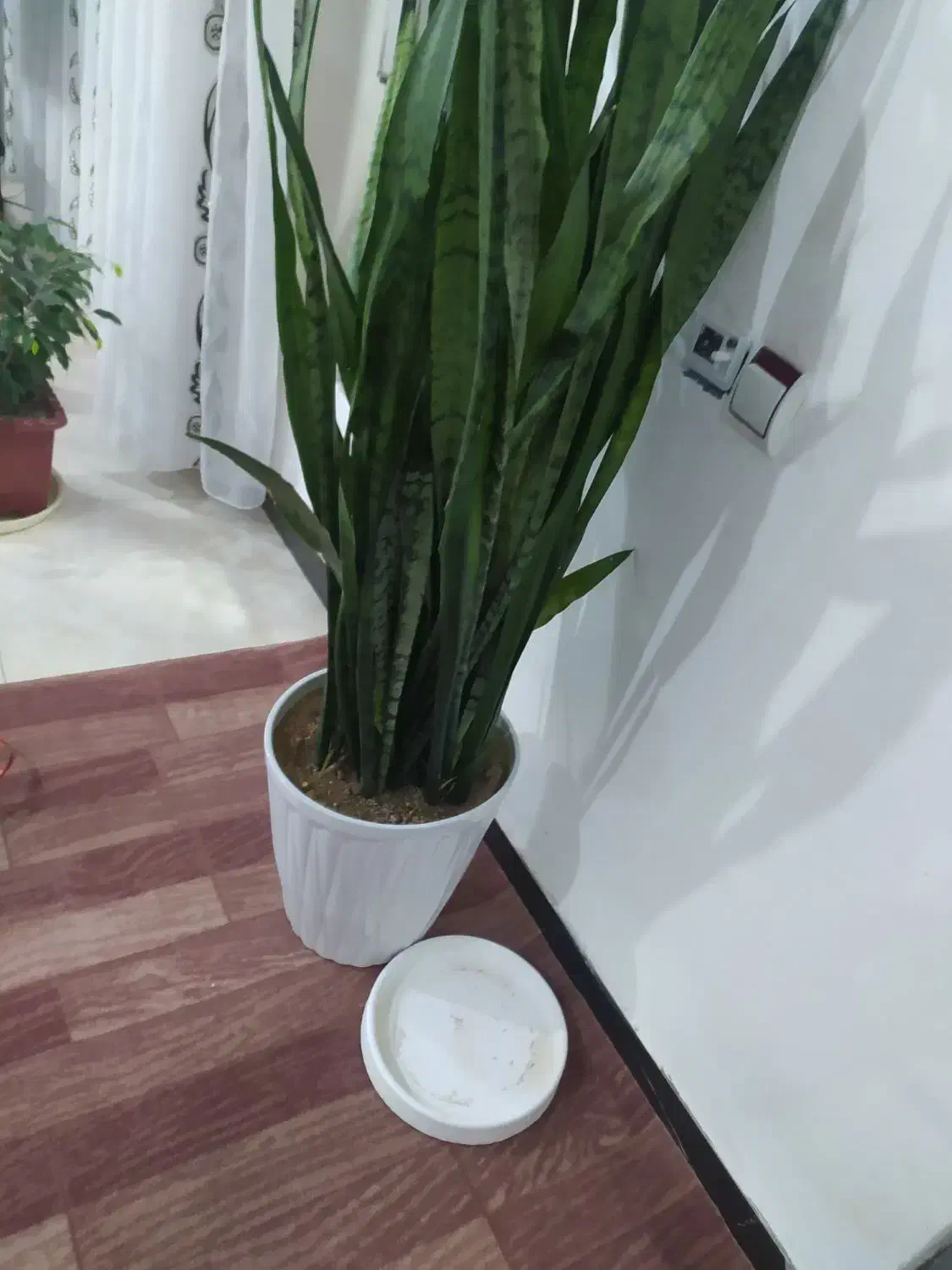 گل طبیعی|گل و گیاه طبیعی|ایوان, |دیوار