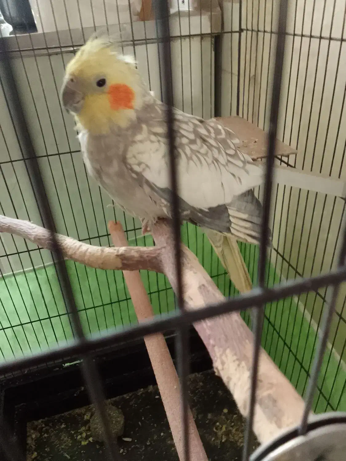 پرنده|پرنده|پاکدشت, پاکدشت (مامازند)|دیوار