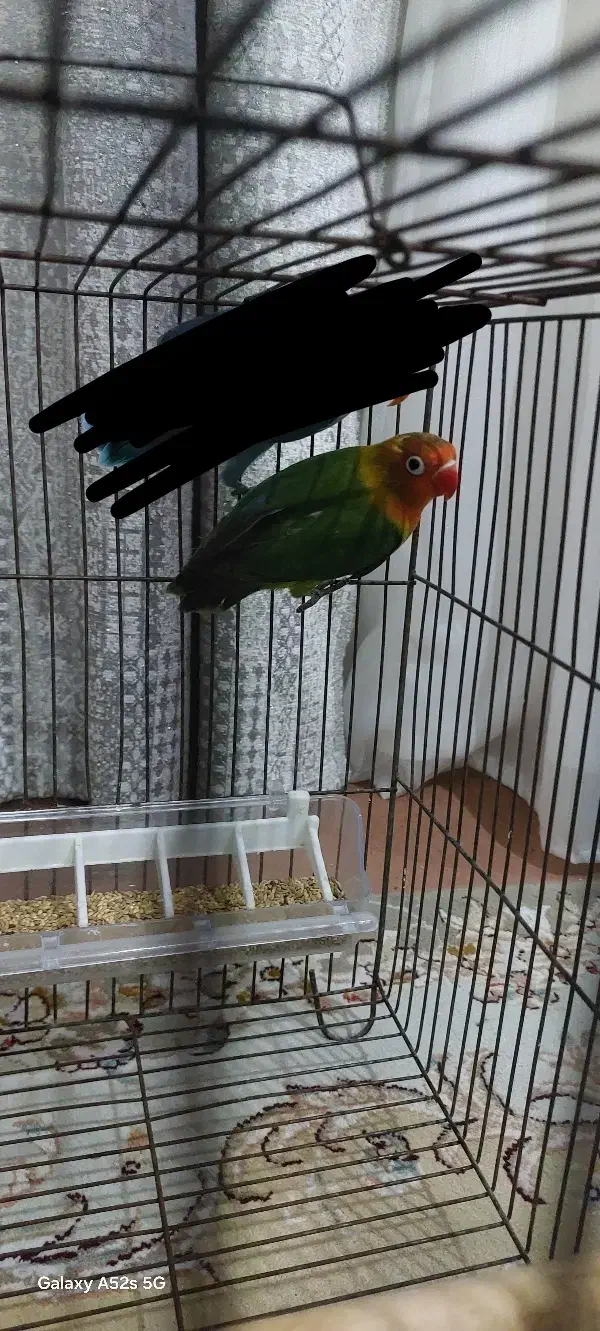 طوطی برزیلی رنگ خاص کمیاب فوق العاده زیبا|پرنده|گرمسار, |دیوار