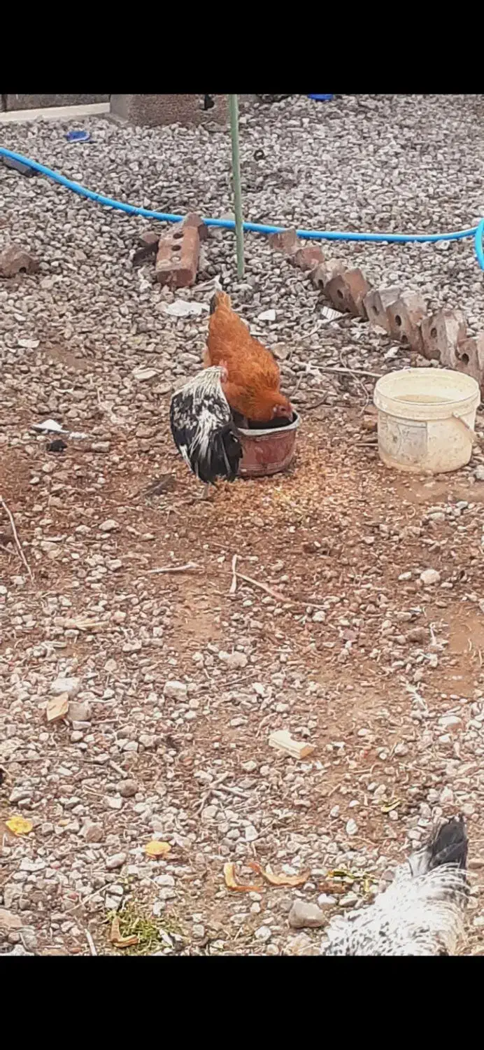 فروشی|حیوانات مزرعه|آذرشهر, |دیوار