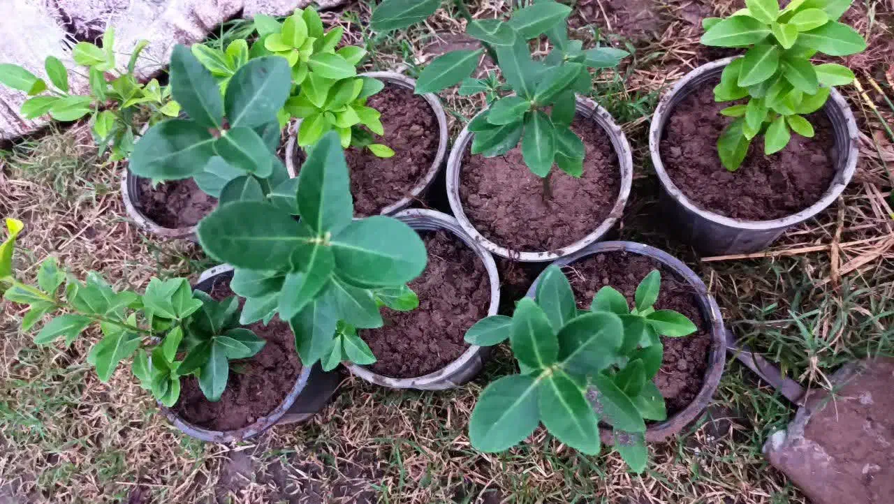 شمشاد سبز و طلایی|گل و گیاه طبیعی|رحیمآباد, |دیوار