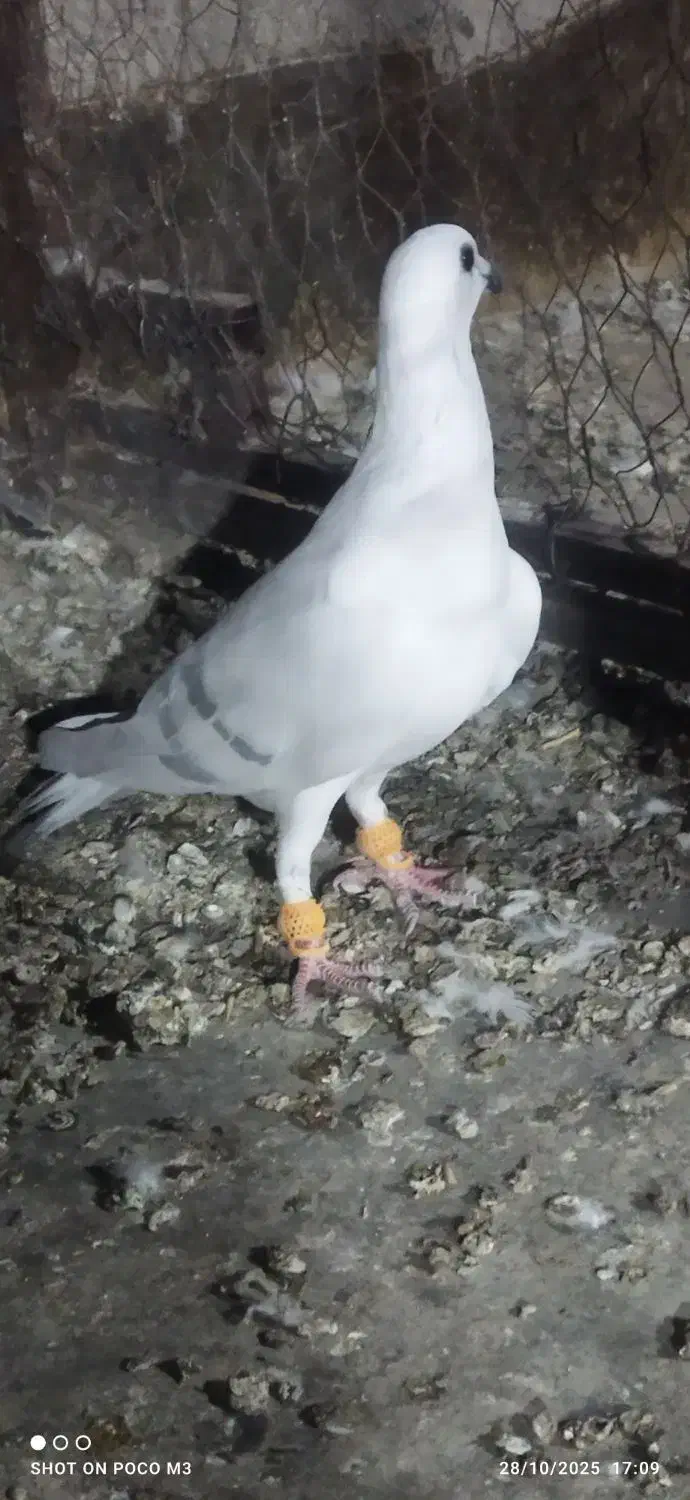 پاکستانی کرمونی|پرنده|تربت‌حیدریه, یحیی آباد|دیوار