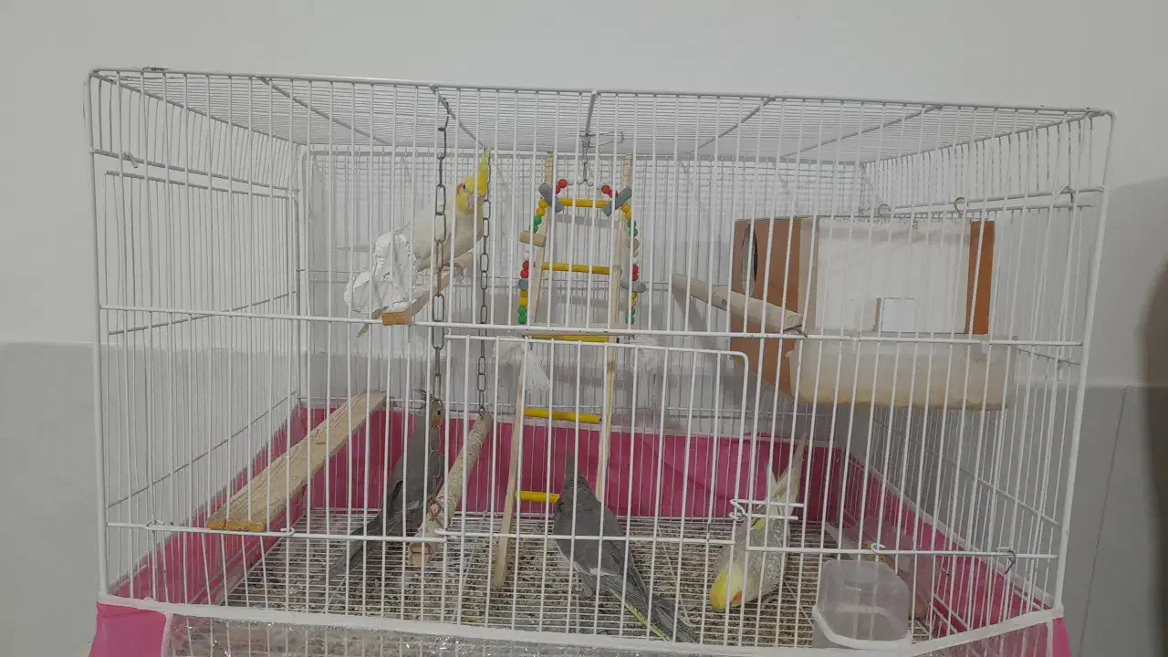 عروس هلندی|پرنده|سبزوار, همت|دیوار