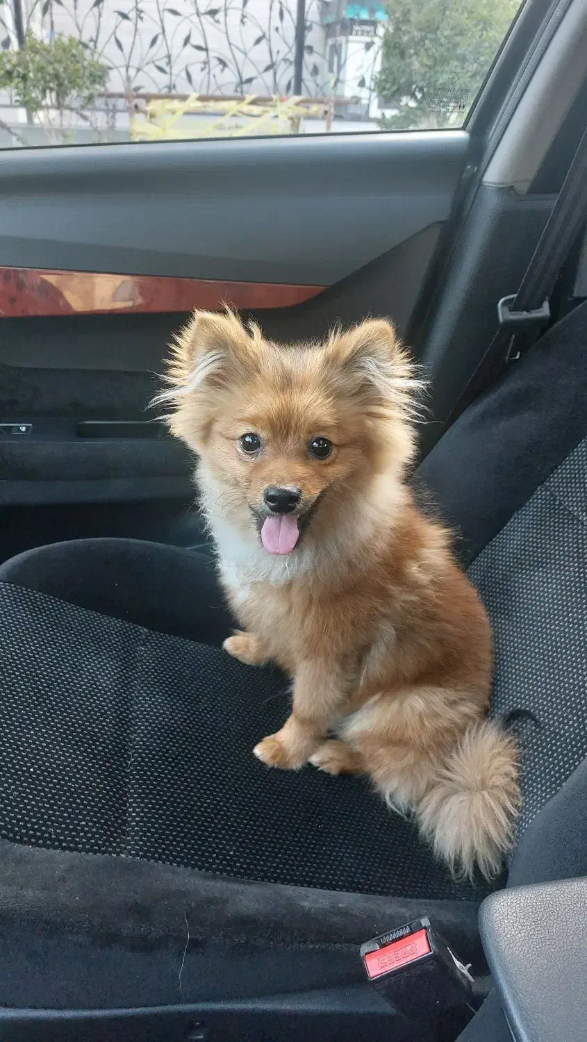 سگ خانگی|سگ|شاهین‌شهر, عطار|دیوار