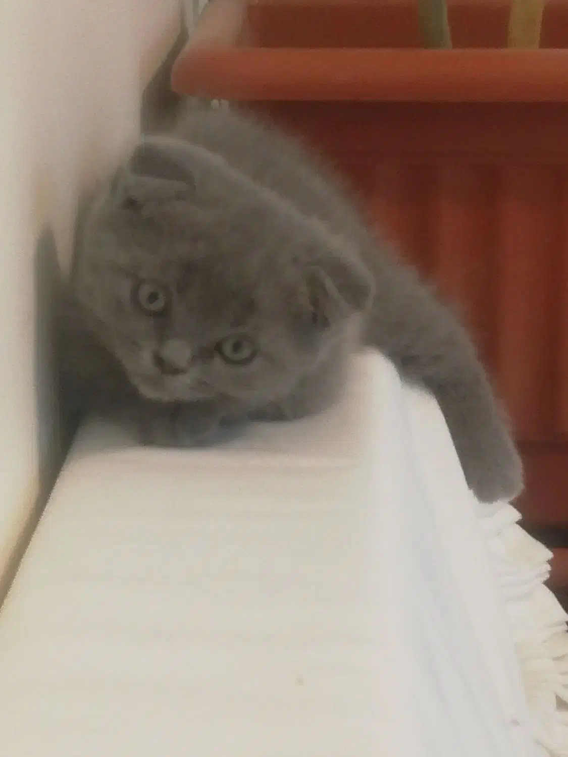 بچه گربه همالین|گربه|پردیس, فاز ۹|دیوار