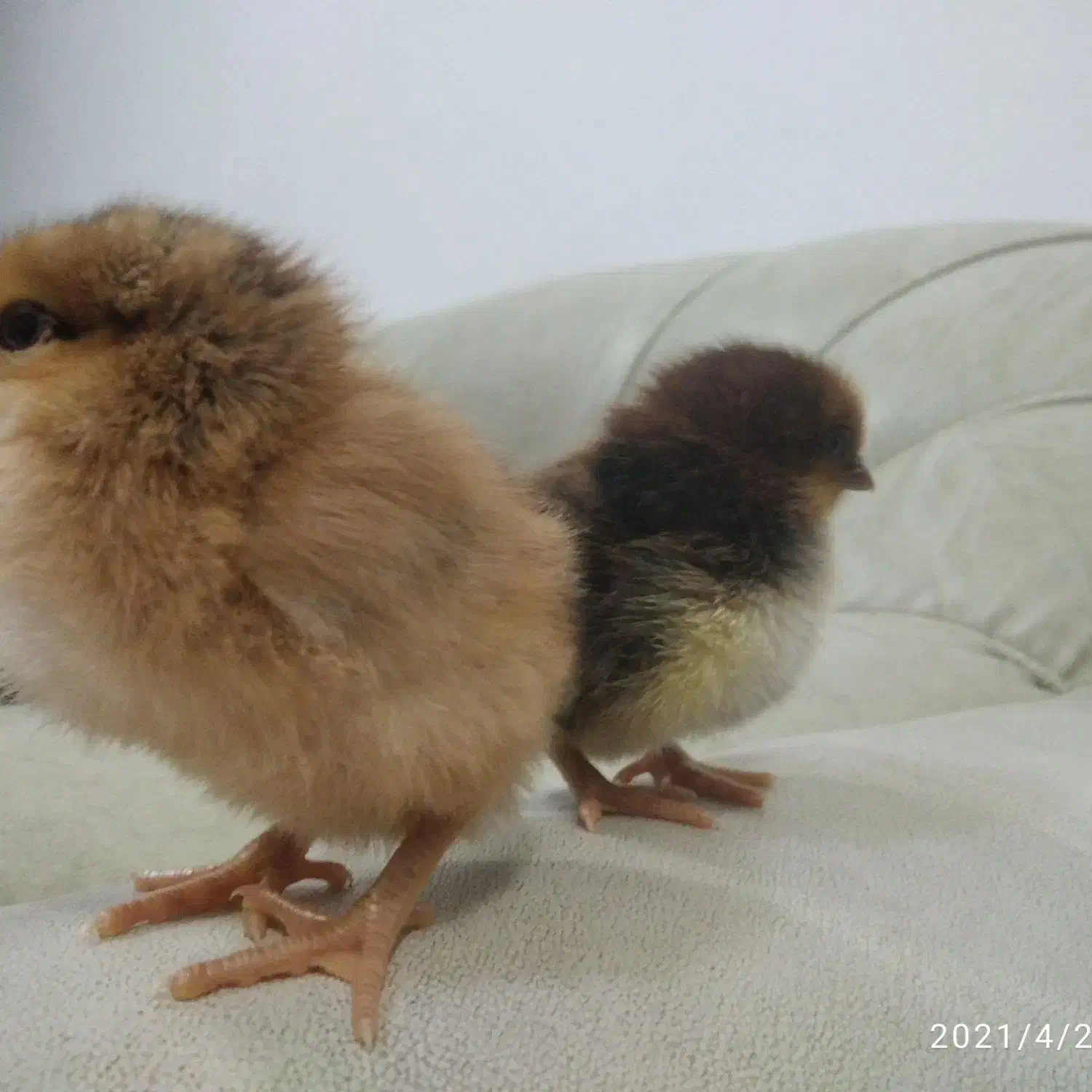 پیداشده سگ|حیوانات|بوکان, |دیوار