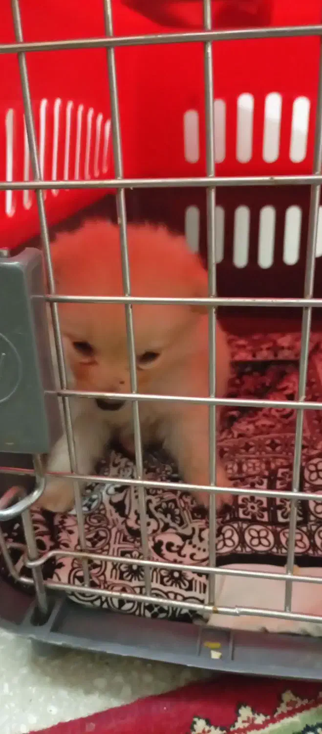 واگذاری سگ|سگ|آباده, |دیوار