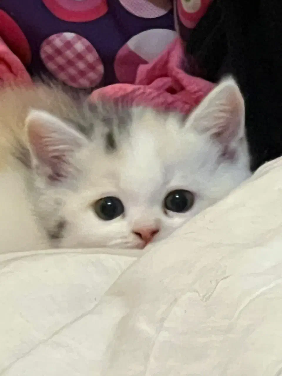 گربه بریتیش اصیل خانگی|گربه|شیراز, معالیآباد|دیوار