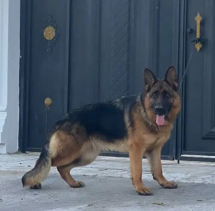 سگ ژرمن|سگ|کیاشهر, |دیوار