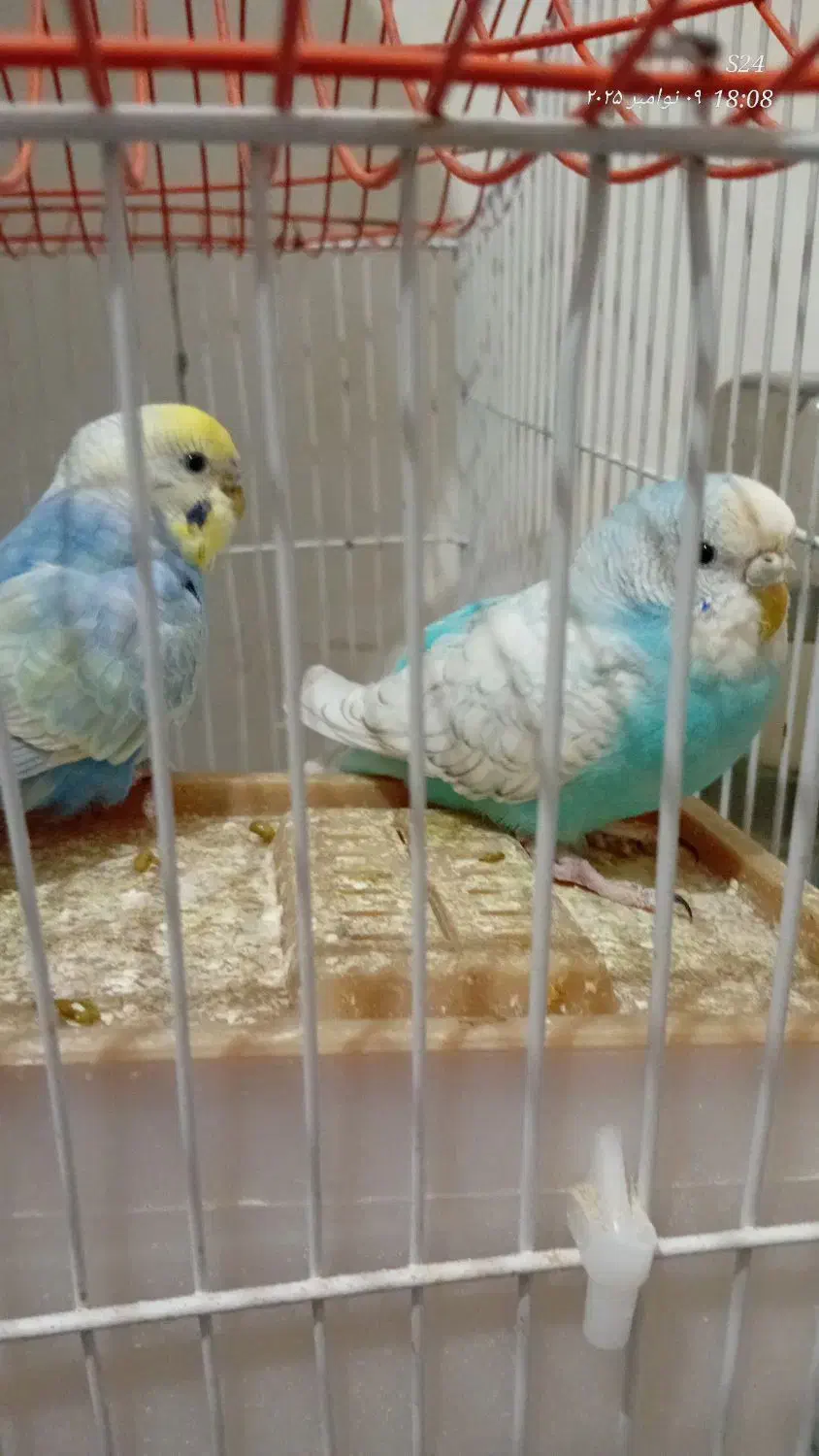 جفت مرغ عشق|پرنده|گرگان, |دیوار