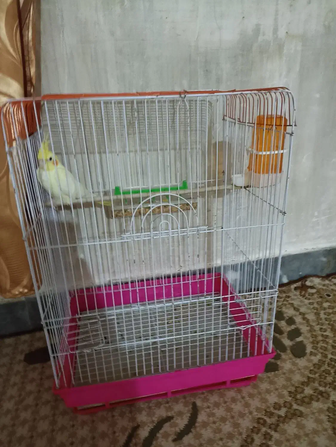 عروس هلندی و دوتا غاز|پرنده|شوشتر, |دیوار