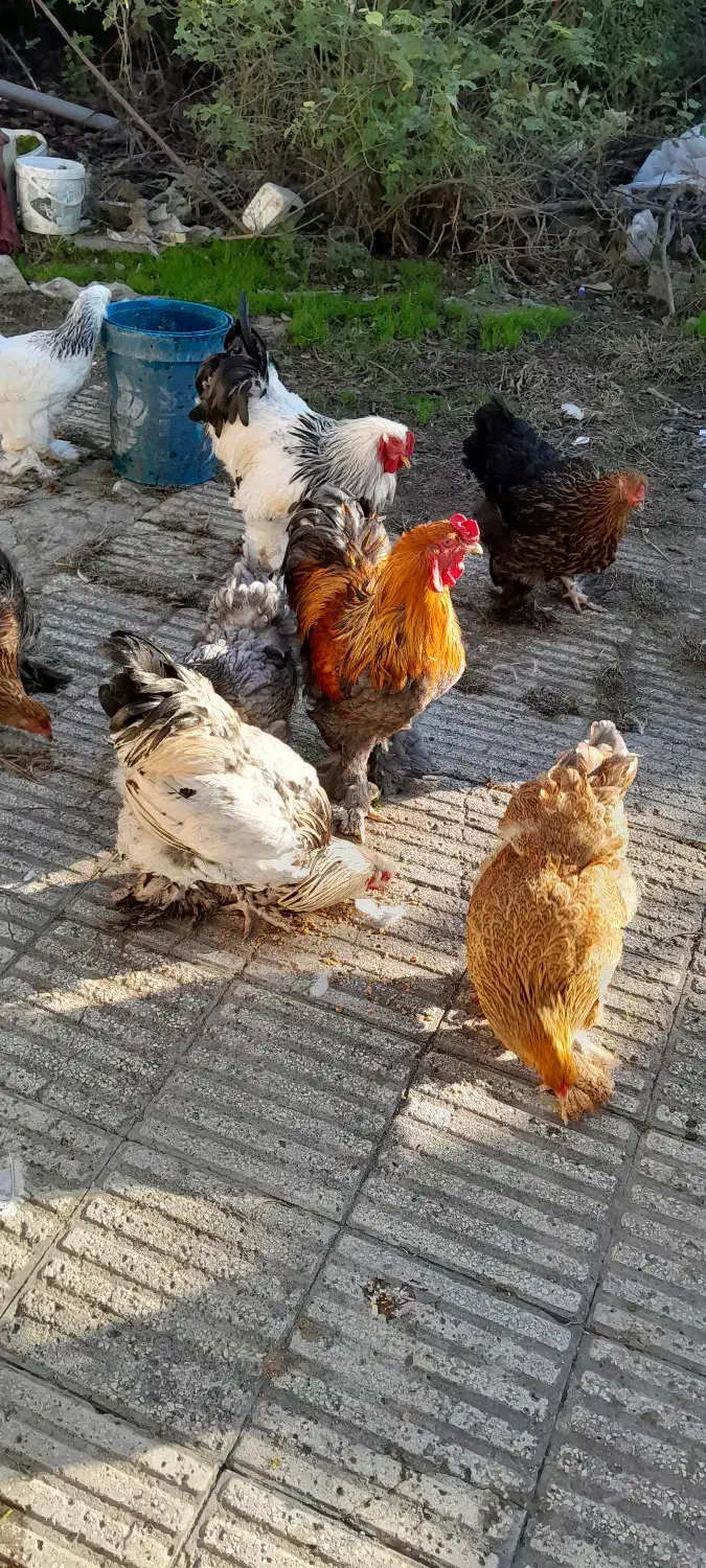 جوجه برهما|حیوانات مزرعه|بابل, |دیوار