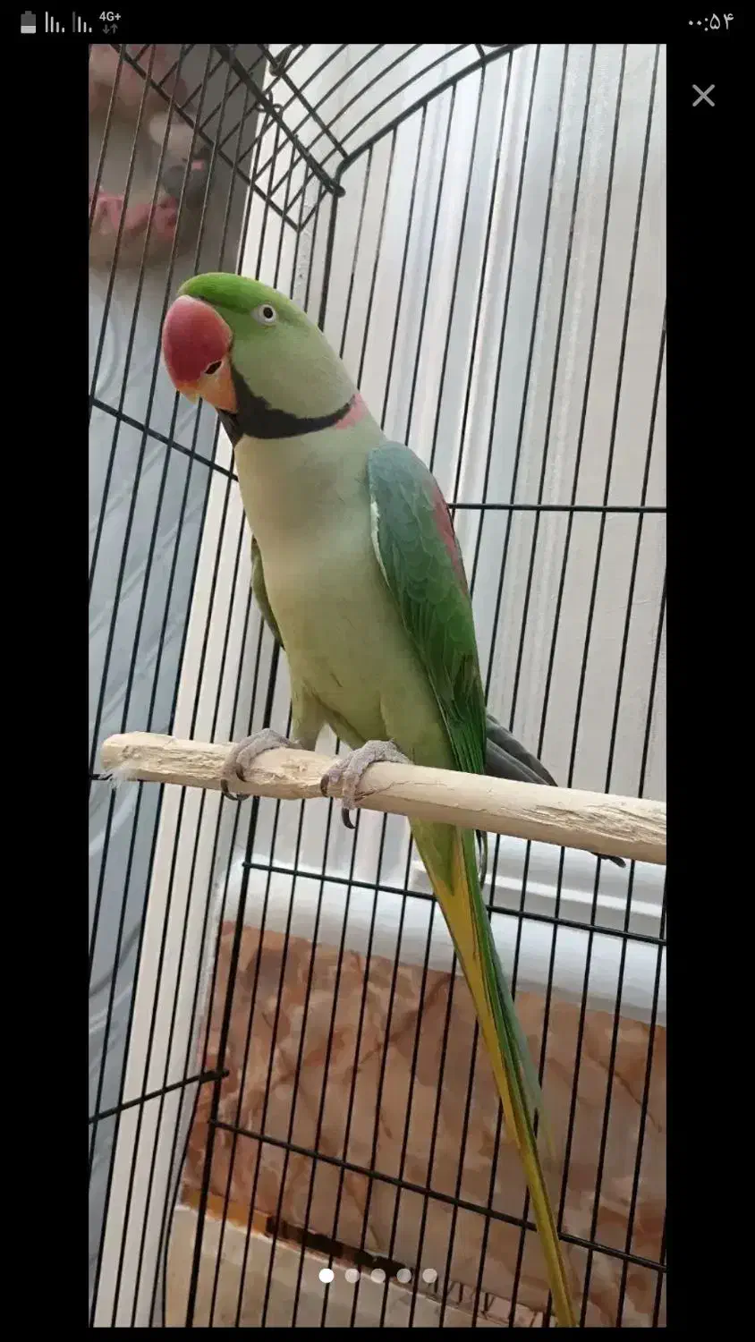 شاه طوطی گم شده|حیوانات|اصفهان, طامه|دیوار