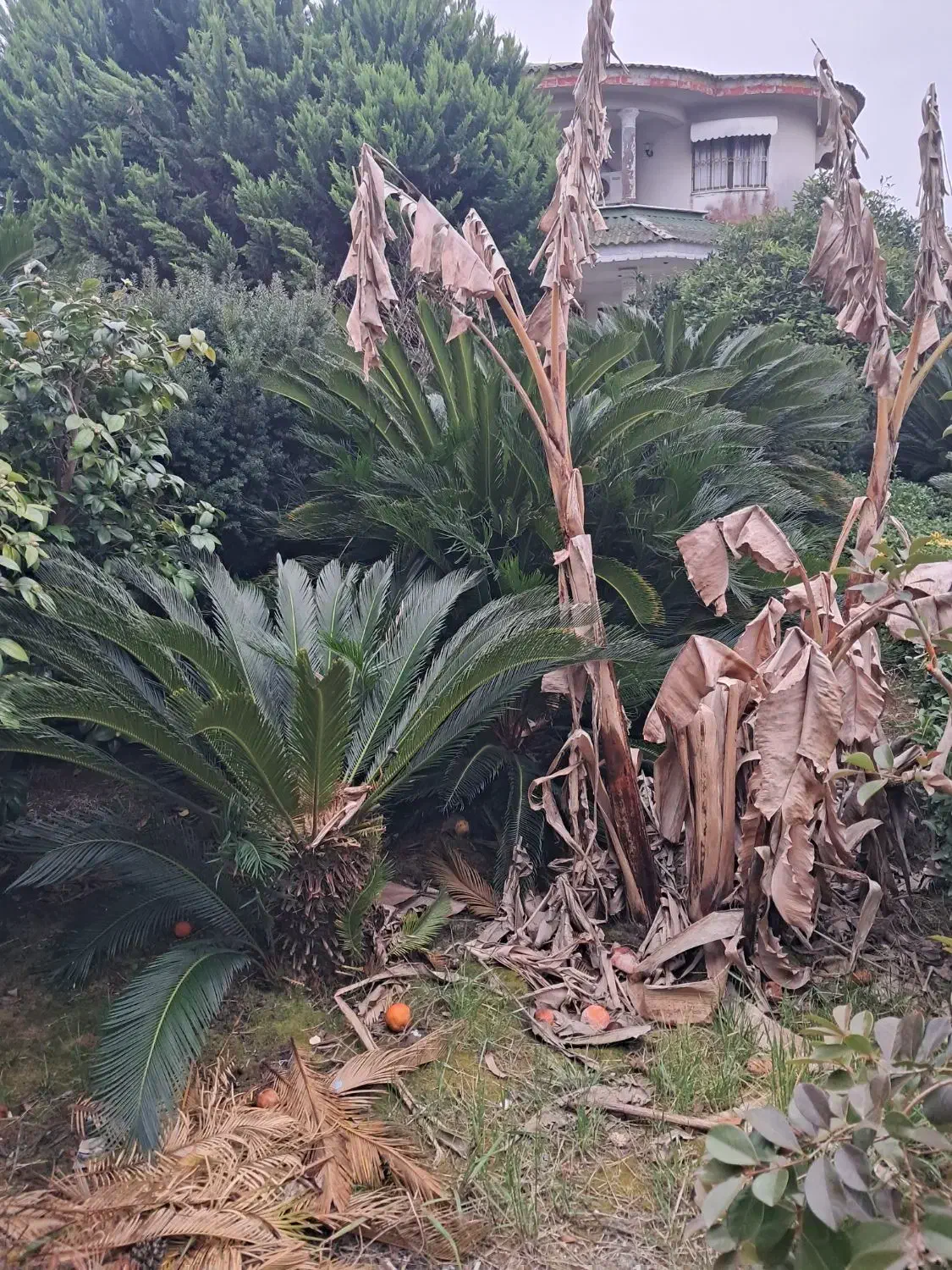 برگ سیکاس|گل و گیاه طبیعی|رشت, کوی مهر|دیوار