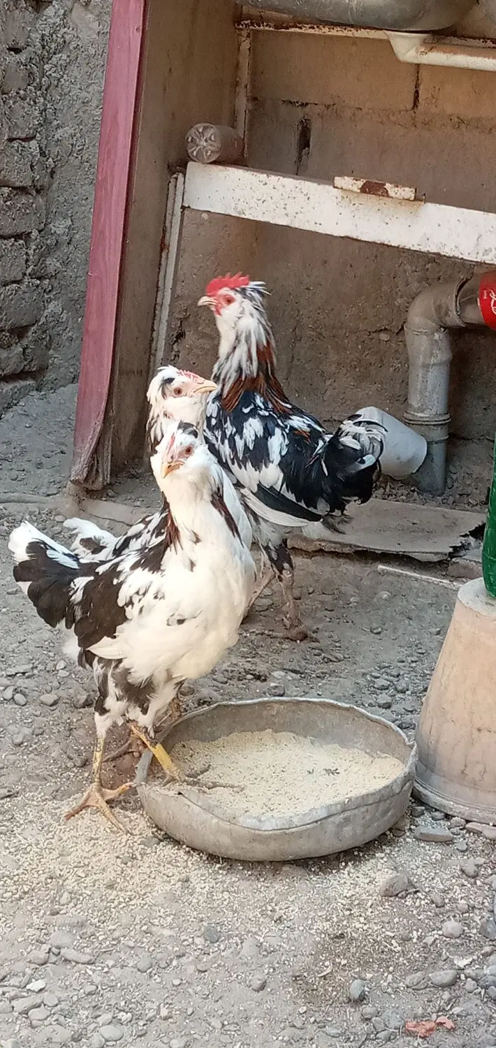 گلین|حیوانات مزرعه|مهاباد (آذربایجان غربی), |دیوار