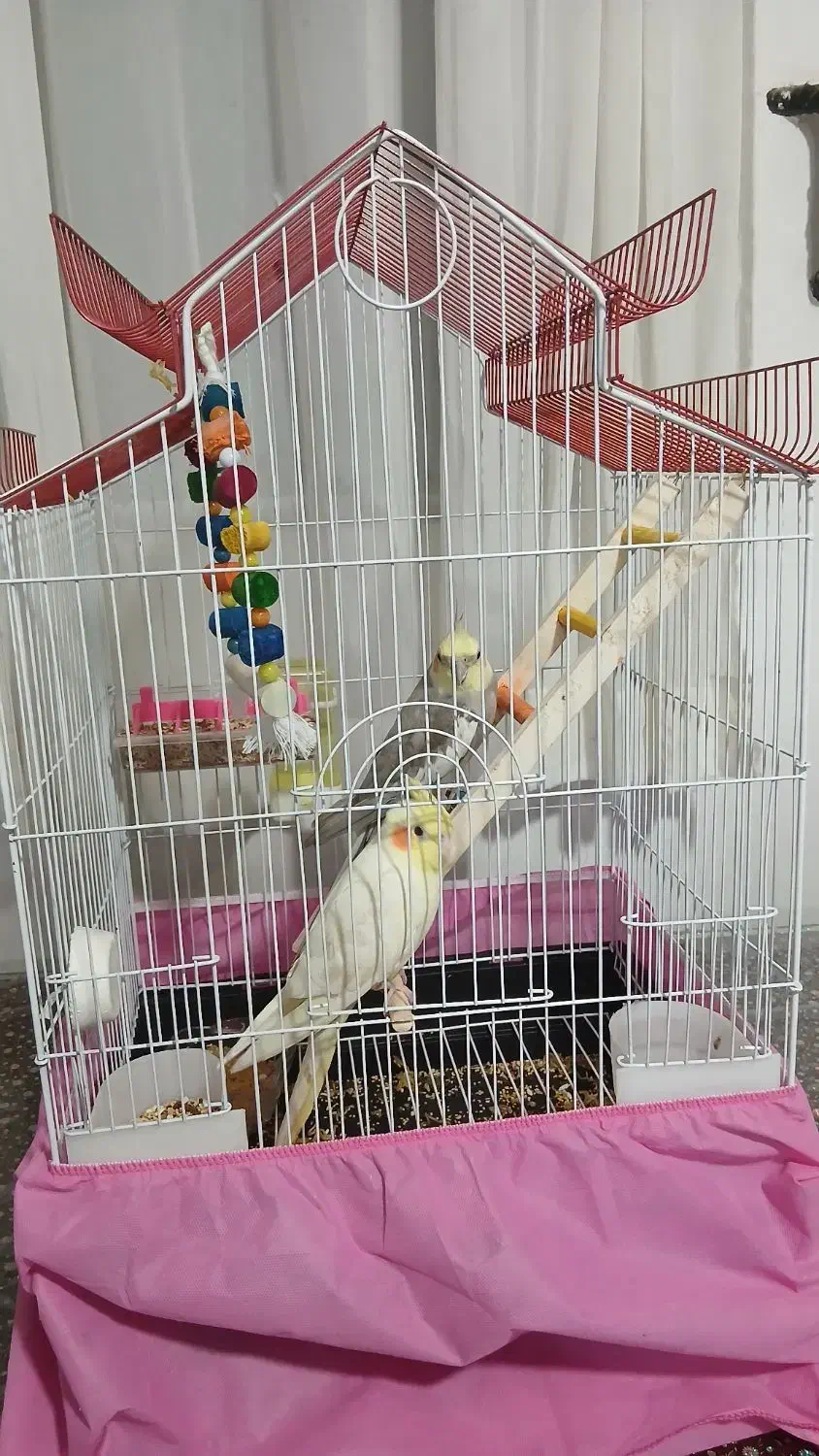 عروس هلندی ناز|پرنده|قدس, شهر‌قدس|دیوار