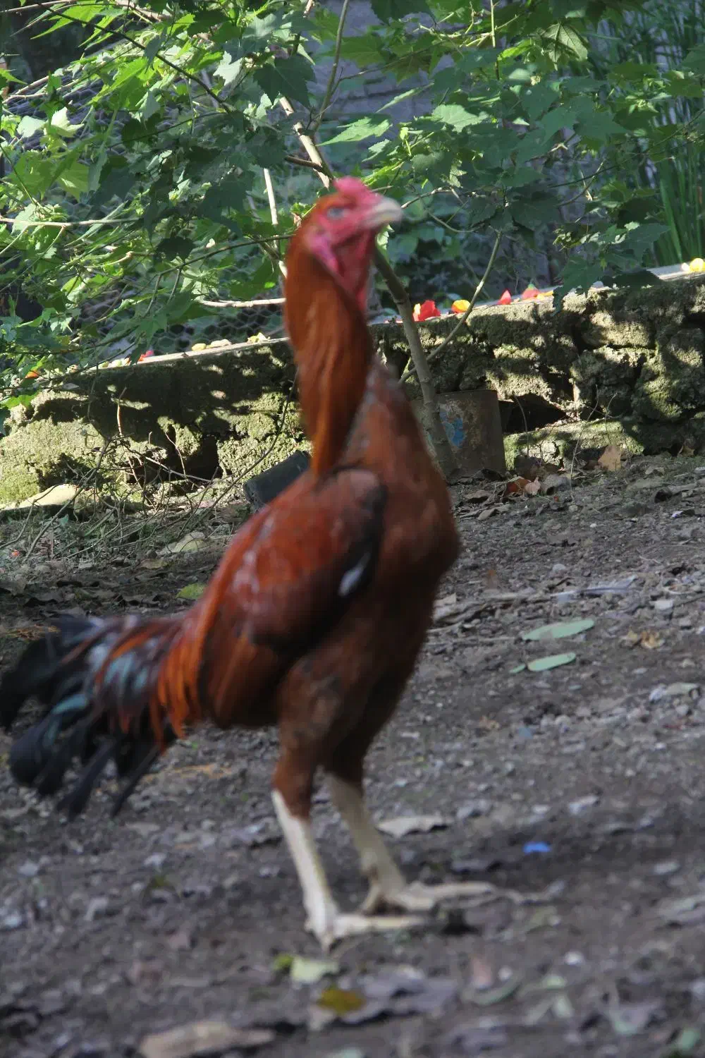 جوجه لاری.خروس لاری|حیوانات مزرعه|آستارا, |دیوار