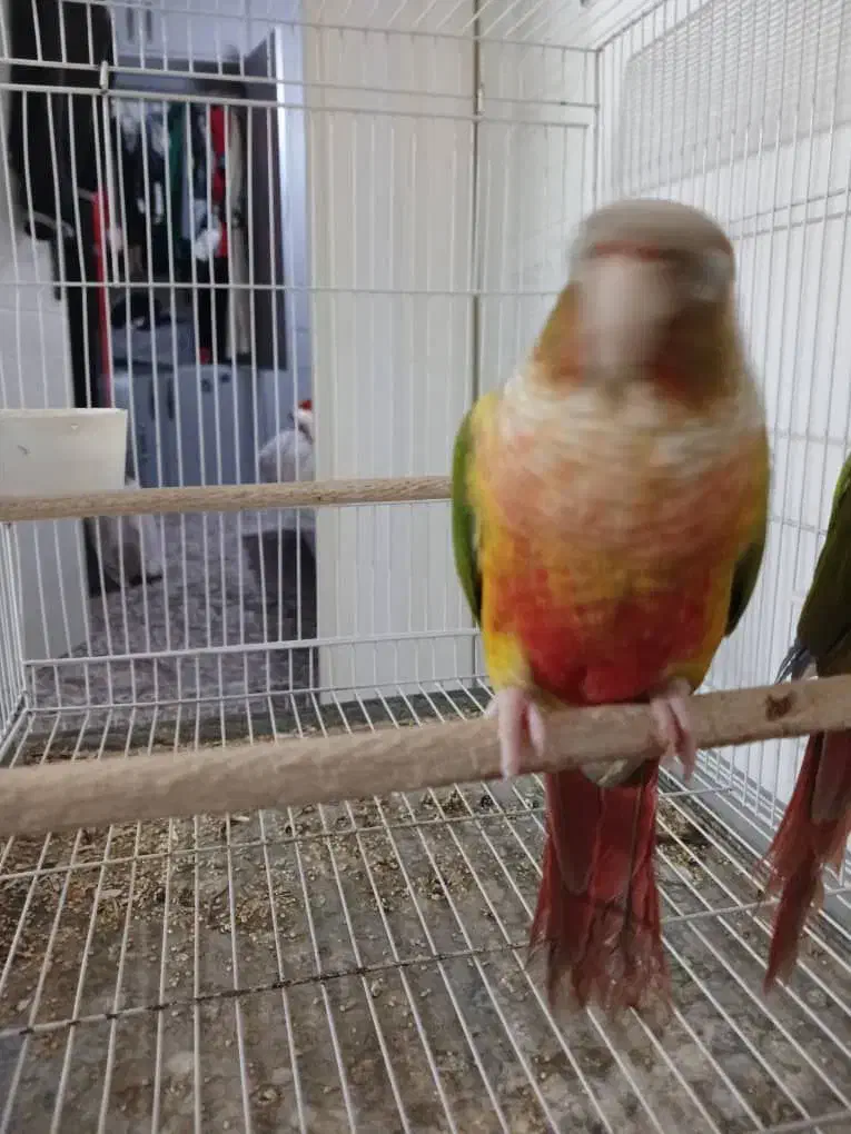 طوطی  گرینچیک ا|پرنده|مشهد, جاهد شهر|دیوار