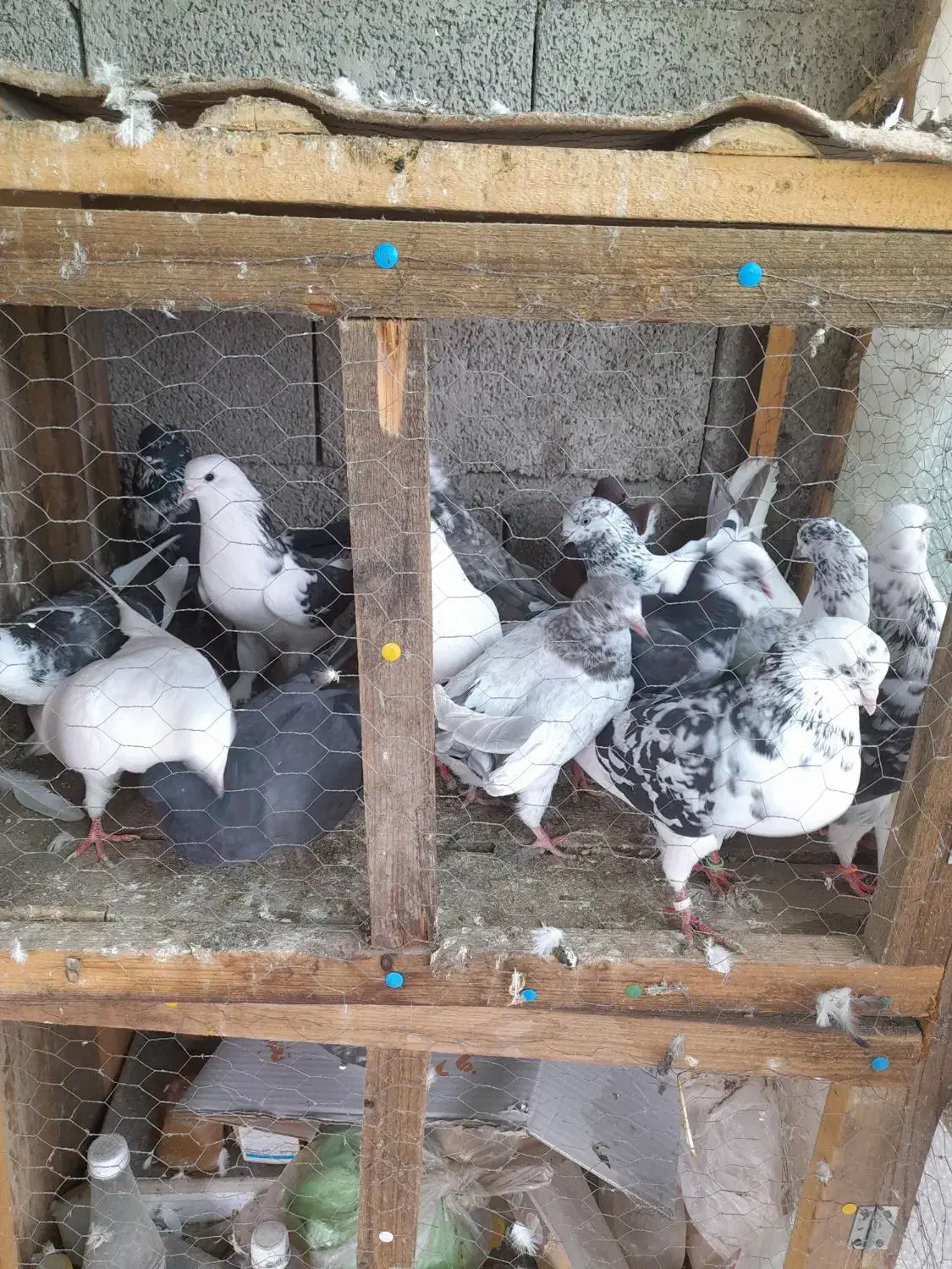 دسته پرنده|پرنده|رضوانشهر, |دیوار