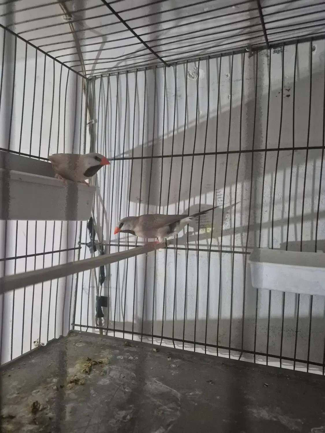 یک جفت فنچکرواتی مولد|پرنده|تهران, بازار|دیوار