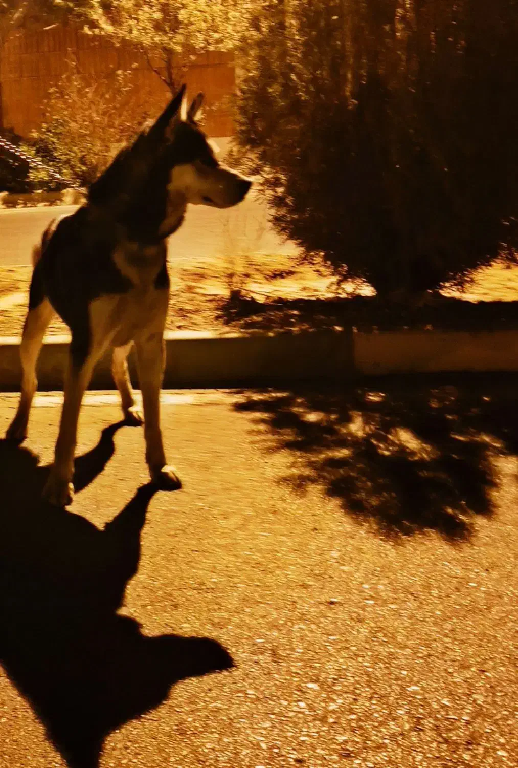 سگ هاسکی|سگ|مشهد, کوشش|دیوار