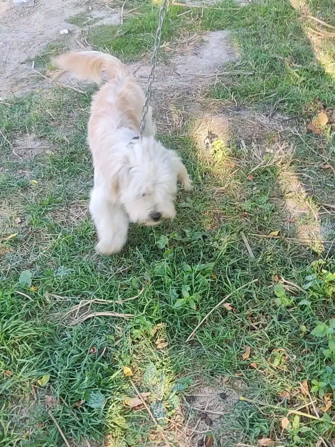 سگ زیبا عال.یی|سگ|گرگان, |دیوار