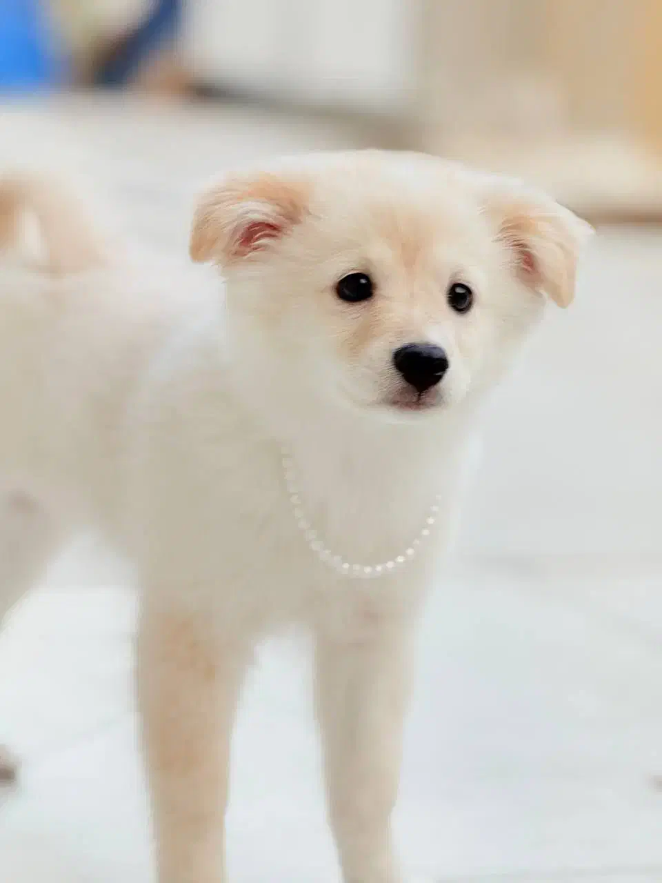 سگ پامر|سگ|بندر دیر, |دیوار