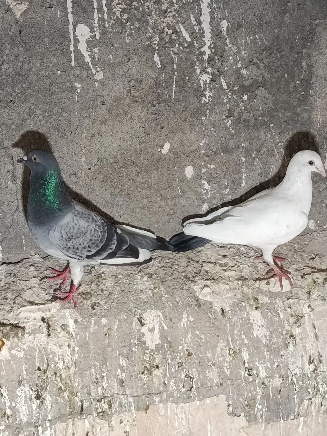 کفتر پرشی|پرنده|مشهد, چهارچشمه|دیوار