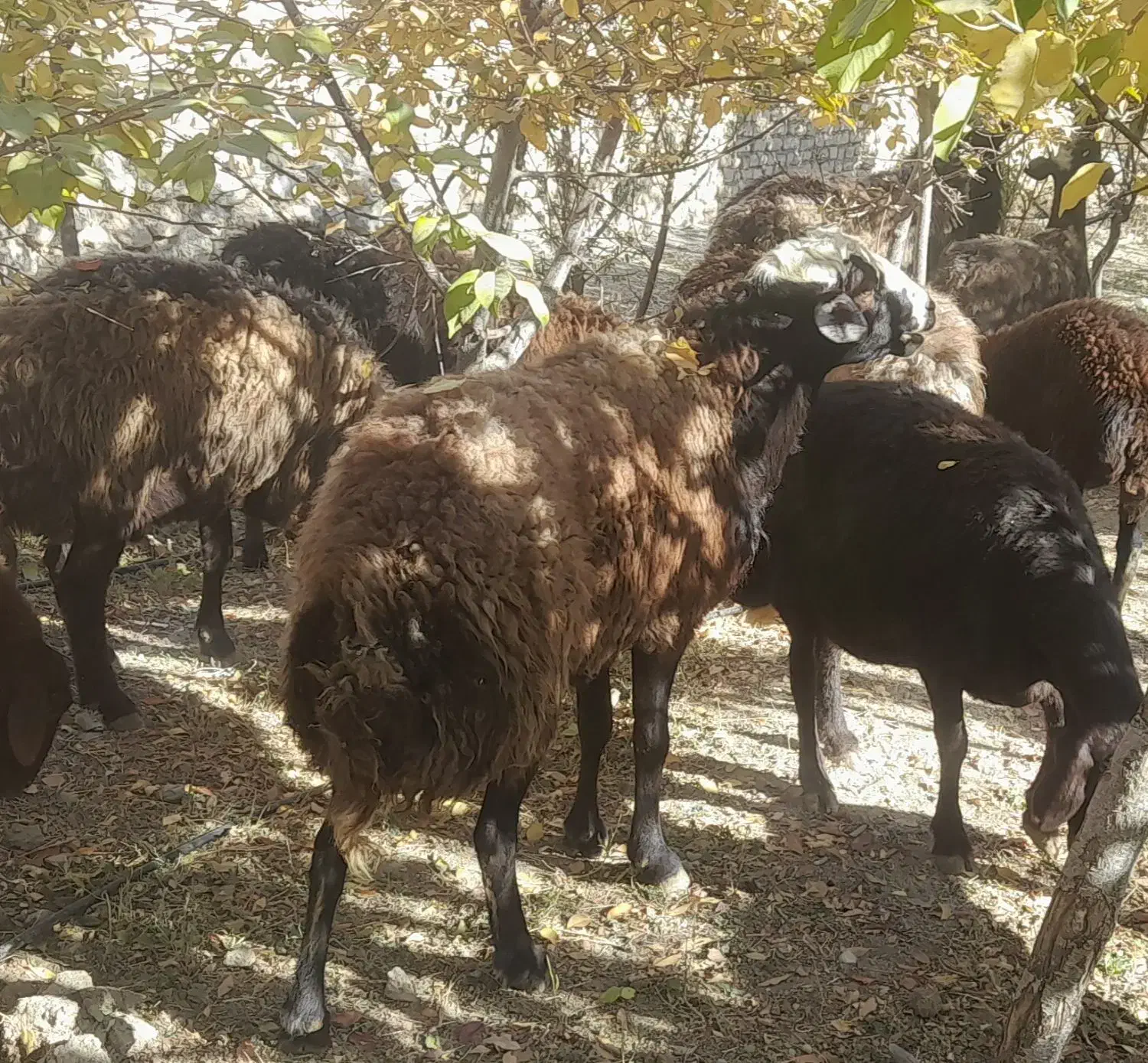 ۵عدد قوچ دودندان روزگاری درج یک|حیوانات مزرعه|فریدونشهر, |دیوار