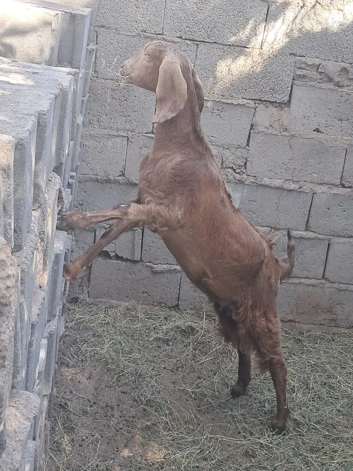 گیسه وبوقلمون|حیوانات مزرعه|گنبکی, |دیوار