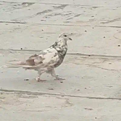 کفترفراری|پرنده|مشگین شهر, |دیوار