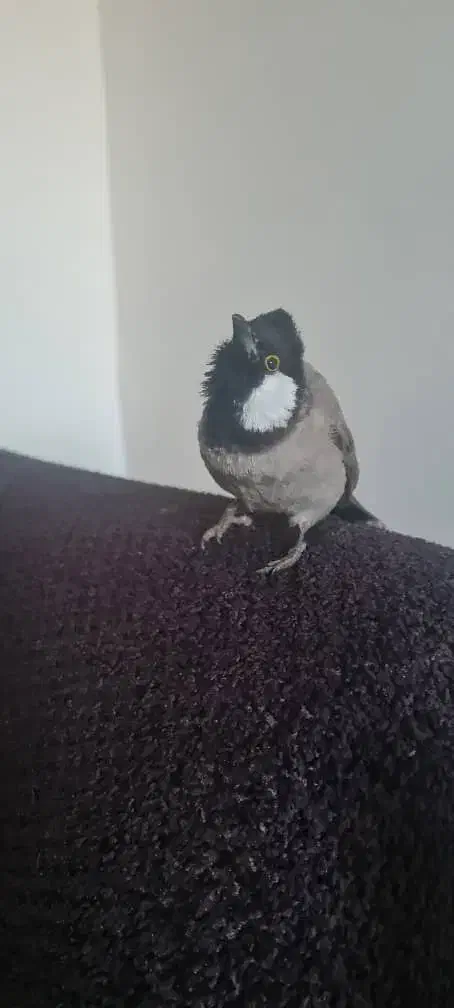 مژدگانی بلبل گمشده|حیوانات|کازرون, |دیوار