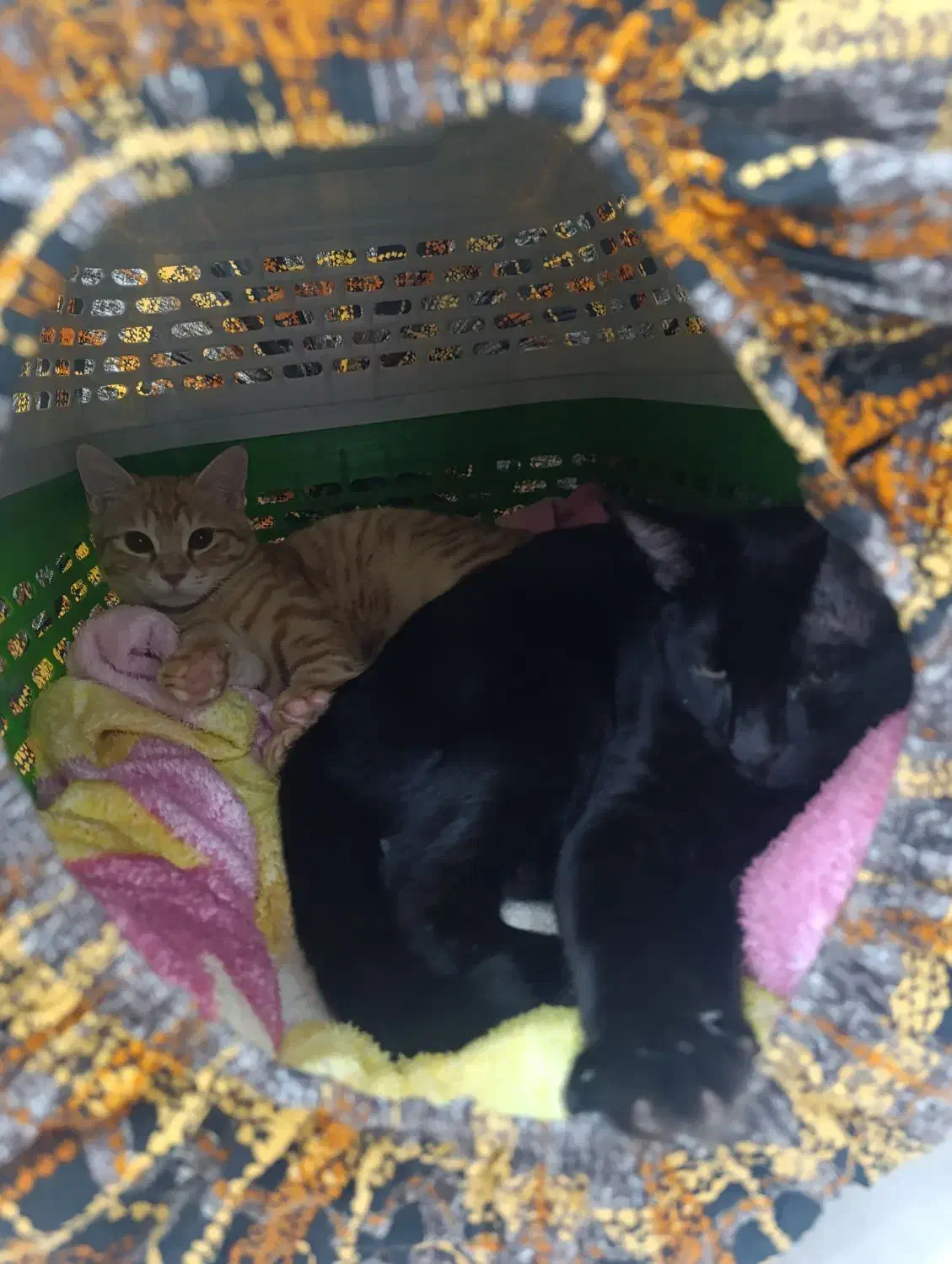 گربه واگذاری|گربه|شیراز, گویم|دیوار