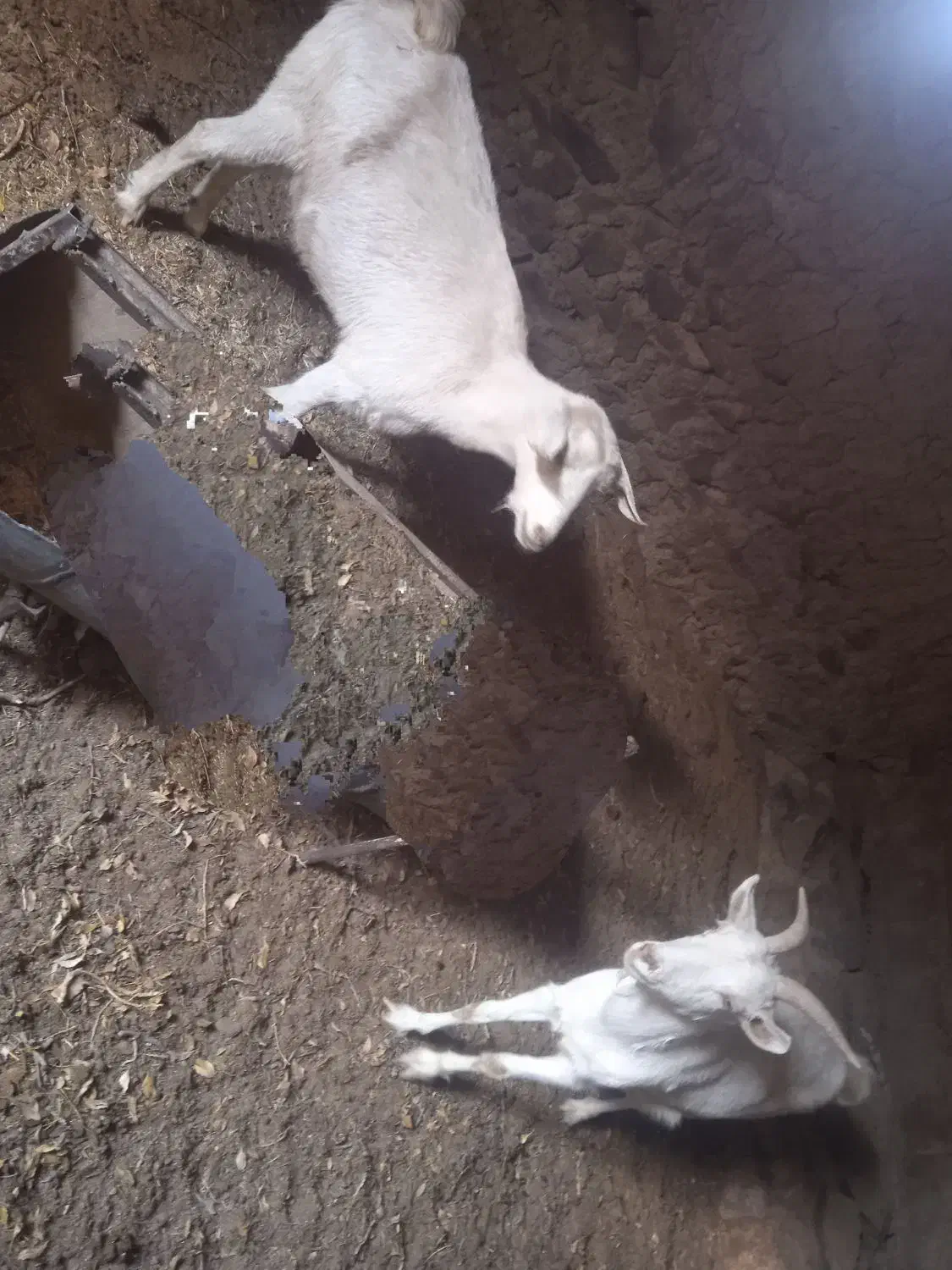 سه عددبزیکی الپاین یک جفت سانن ابست|حیوانات مزرعه|درمیان, |دیوار