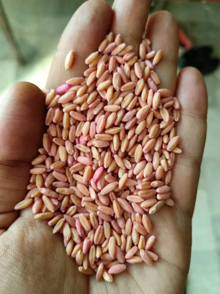 فروش بذر آبی گندم|خدمات باغبانی و درختکاری|اسلامآباد غرب, |دیوار