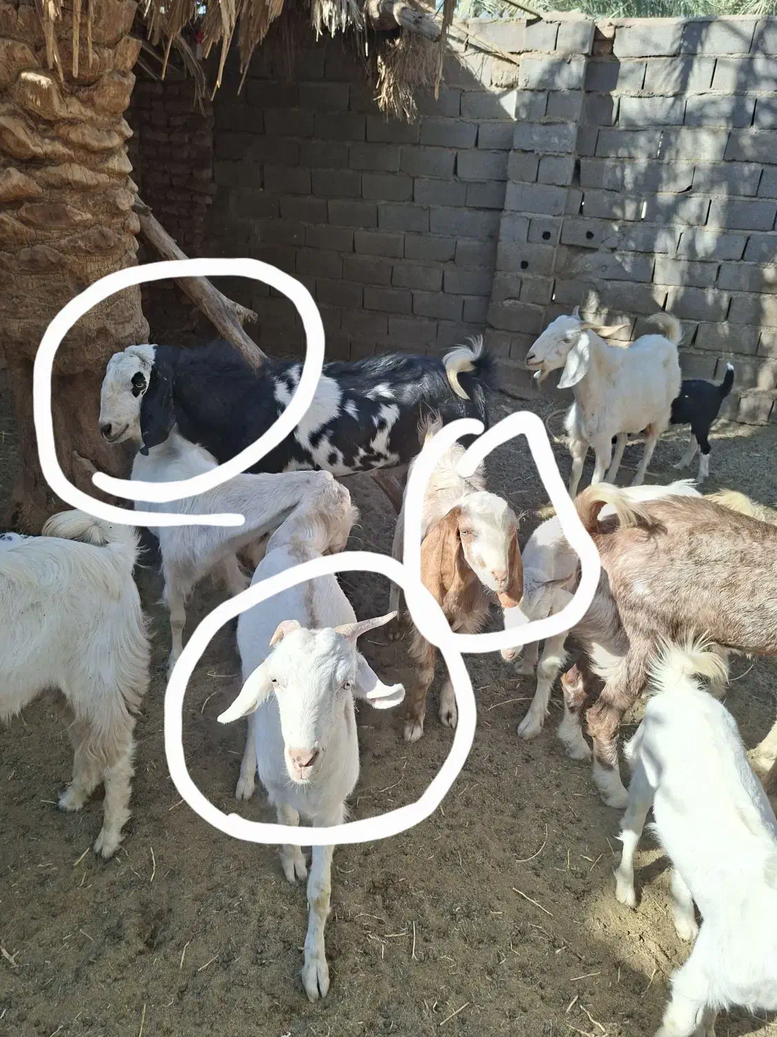 فروش چند عدد گوسفند|حیوانات مزرعه|فهرج, |دیوار