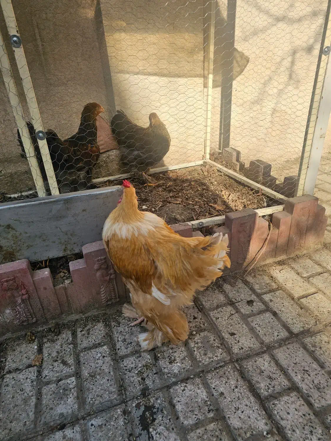 خروس|حیوانات مزرعه|مشهد, کارگران|دیوار