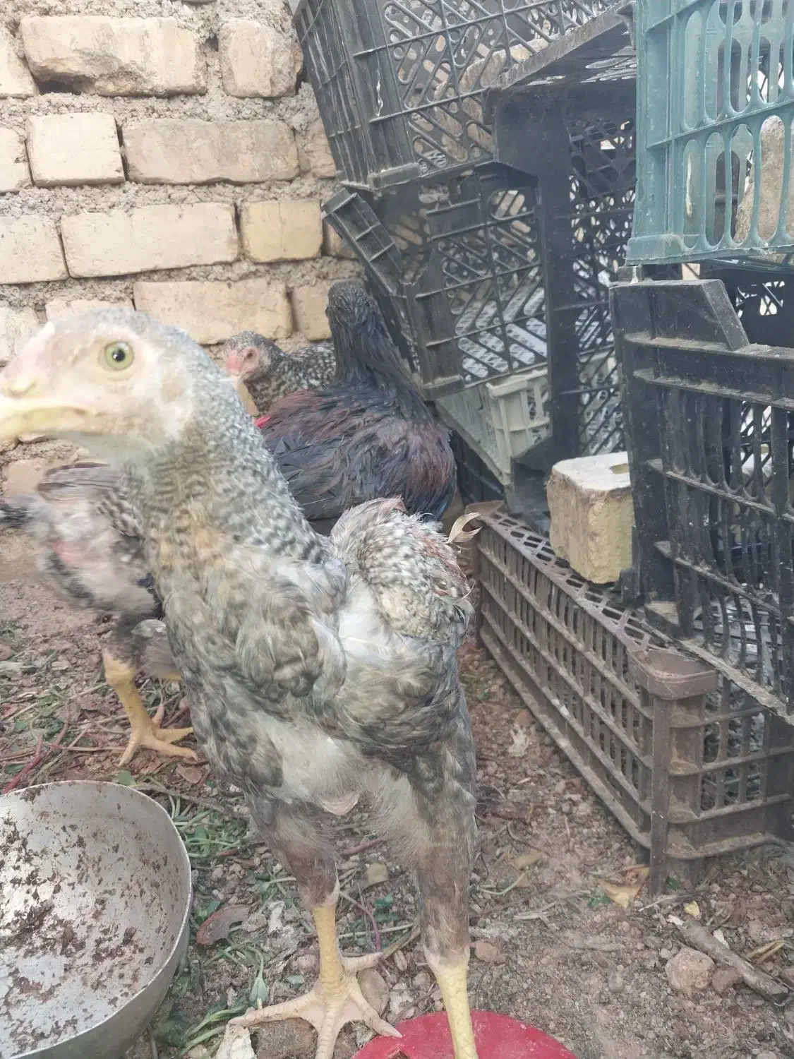 جوجه لاری|حیوانات مزرعه|شیراز, کرونی(خاتونک)|دیوار