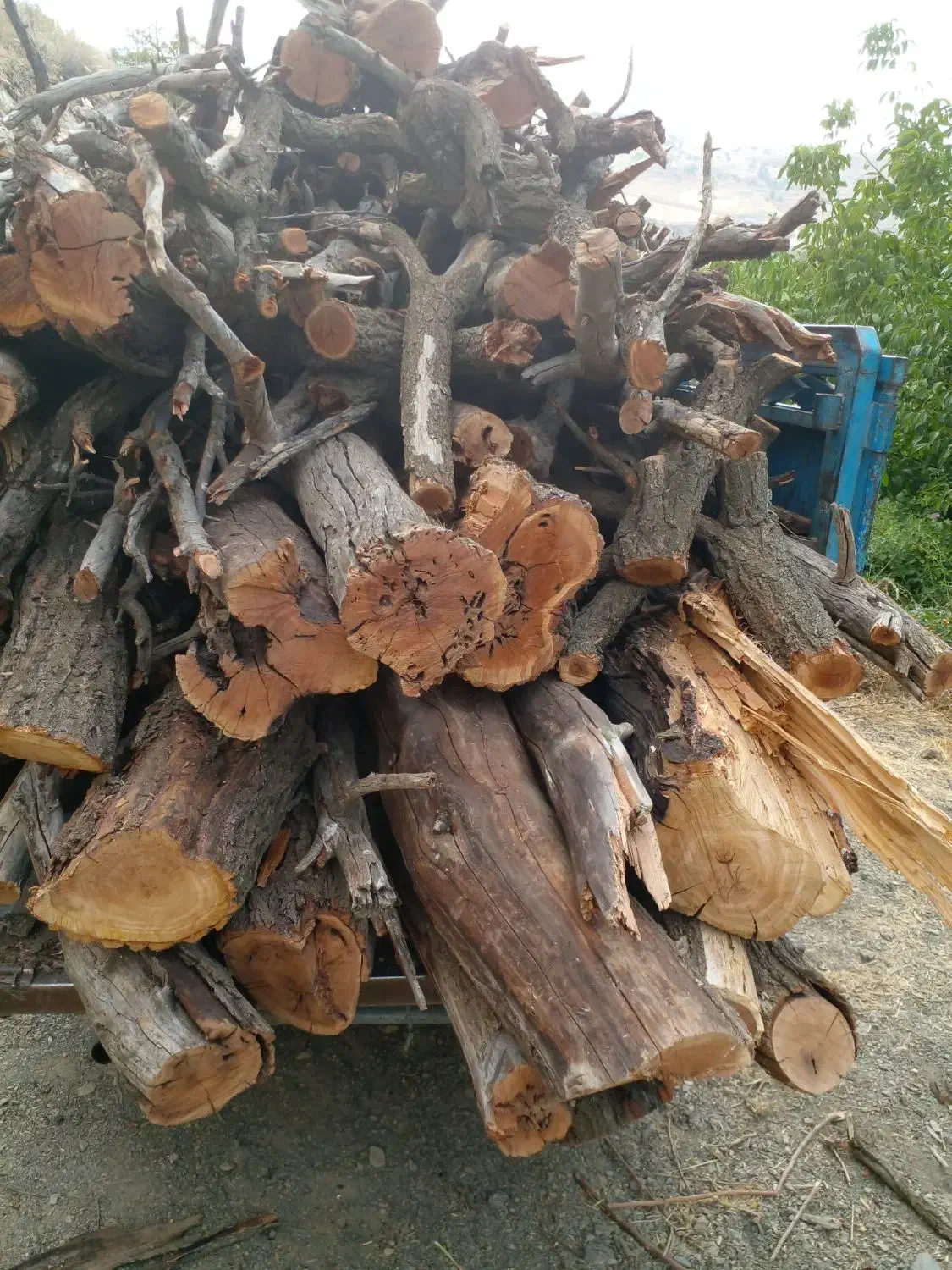 انواع درخت خریدارم|خدمات باغبانی و درختکاری|سنندج, |دیوار